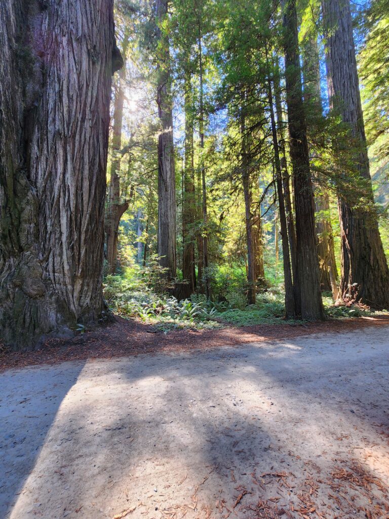 Paved drive through Jedediah Smith Redwoods State Park