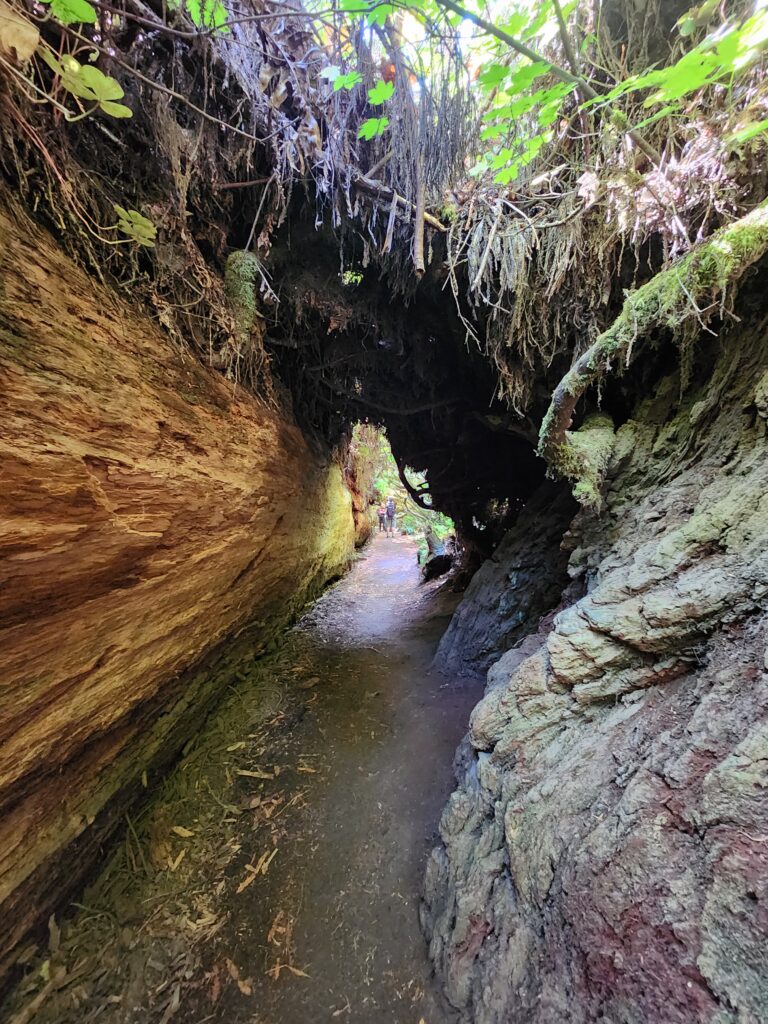 Paths through old growth at Jedediah Smith Redwoods State Park