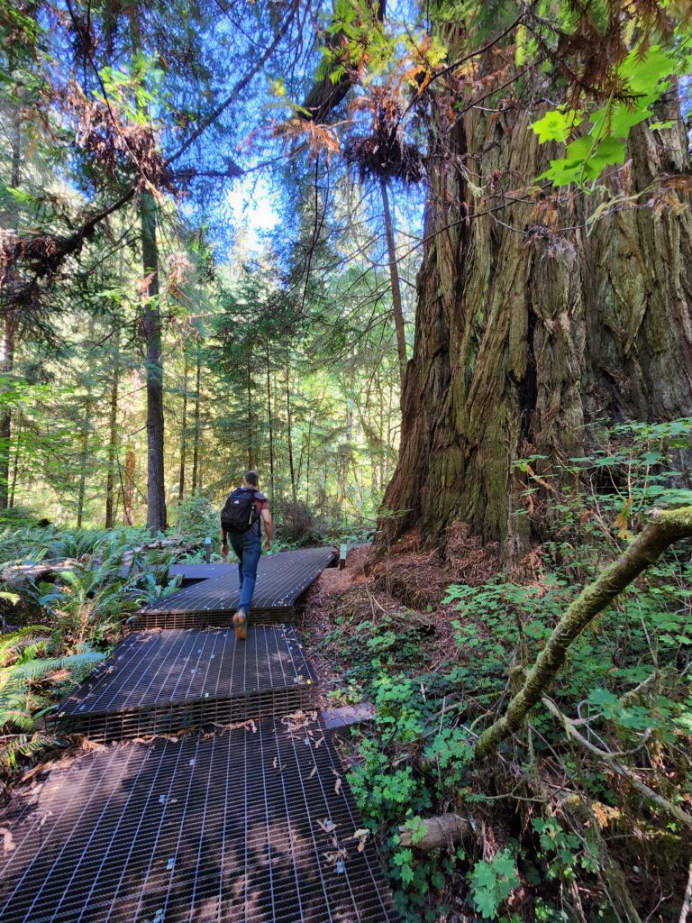 Accessible pathways at Grove of the Titans Trail