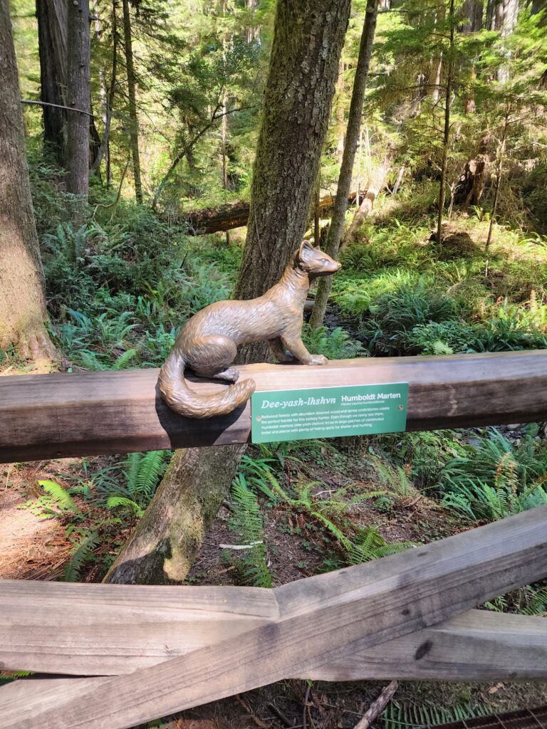 Wildlife and the Humboldt Marten at Jedediah Smith Redwoods State Park