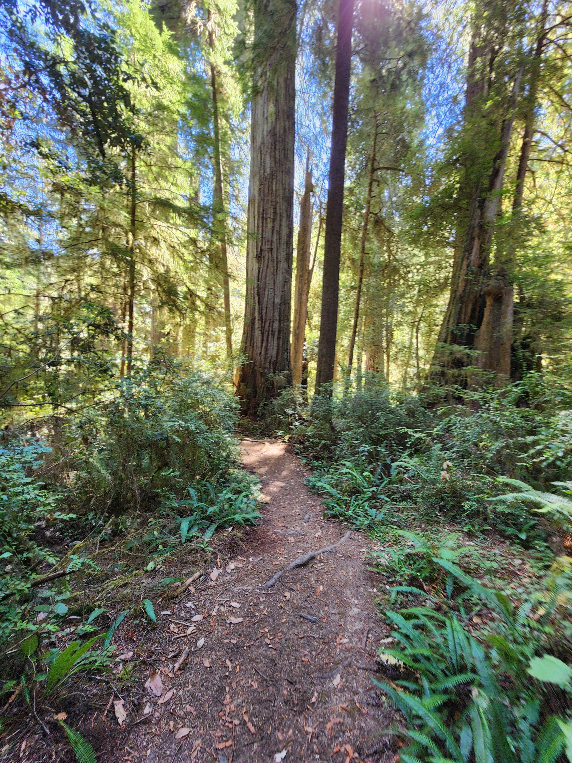 Jedediah Smith Redwoods State Park — where big trees have a way of putting things in perspective.