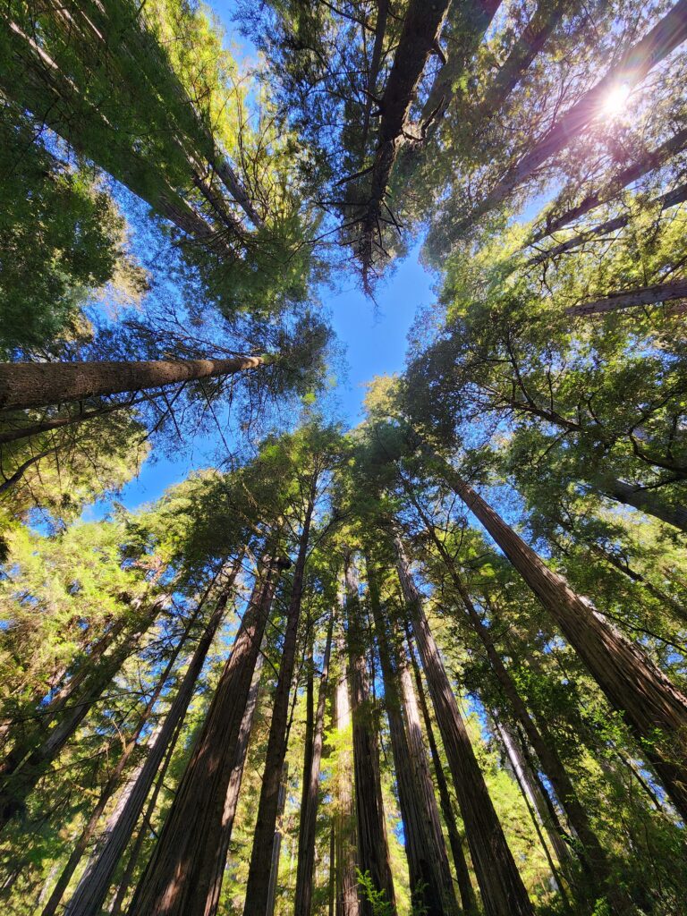 Looking up through the giant redwoods.