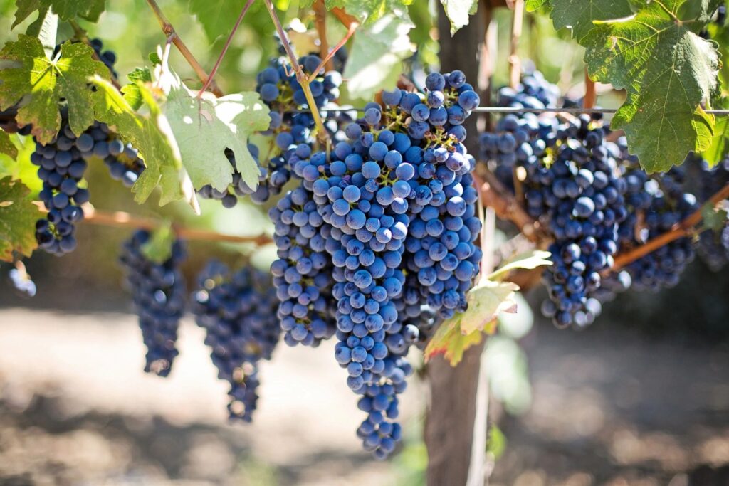 travel adventure: Grapes on the vine at Napa