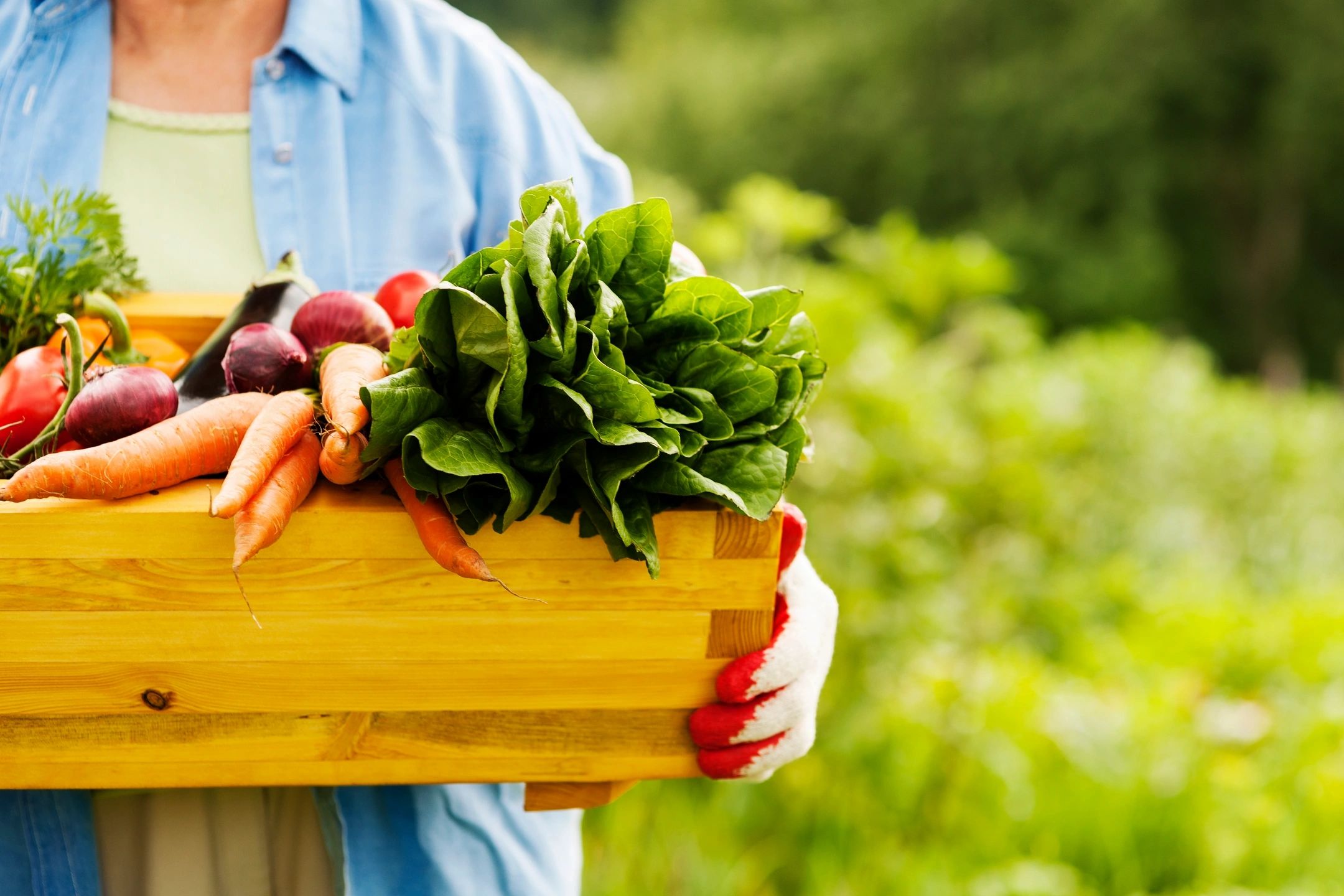 Gardener with a box of fresh garden vegetabes.
