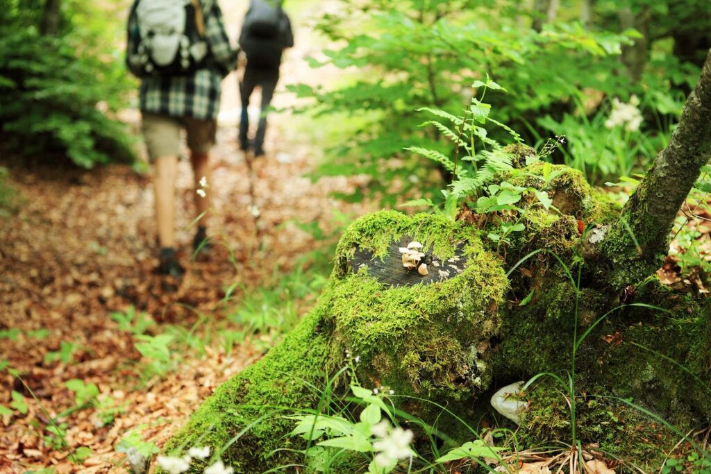 group of hikers in the woods