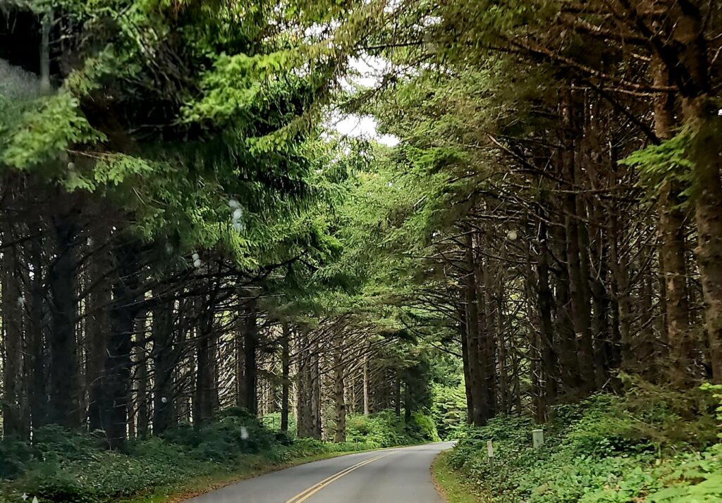 Travel through the Oregon Woods