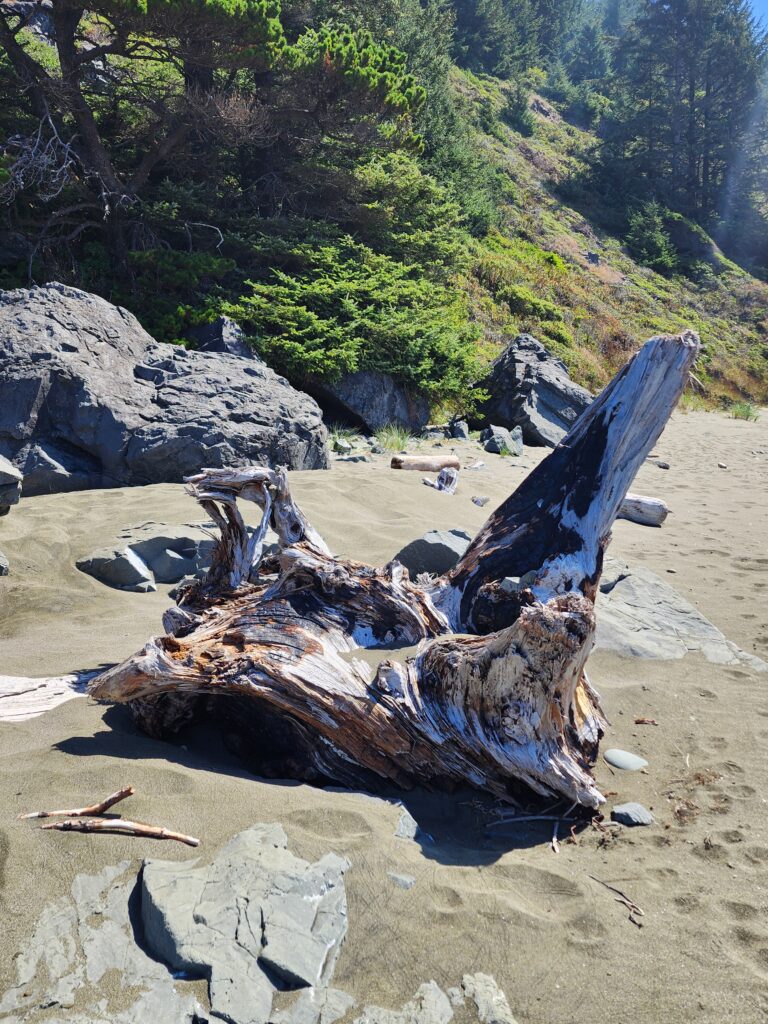 Driftwood  Whales Head Beach, Samuel H. Boardman State Park, Oregon Coast