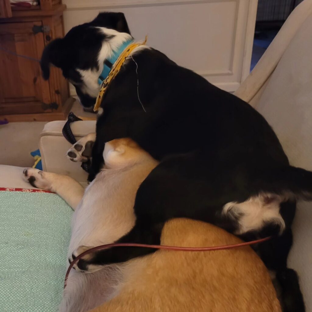 Gracie the aussie border collie on top of Gus the corgie shepherd