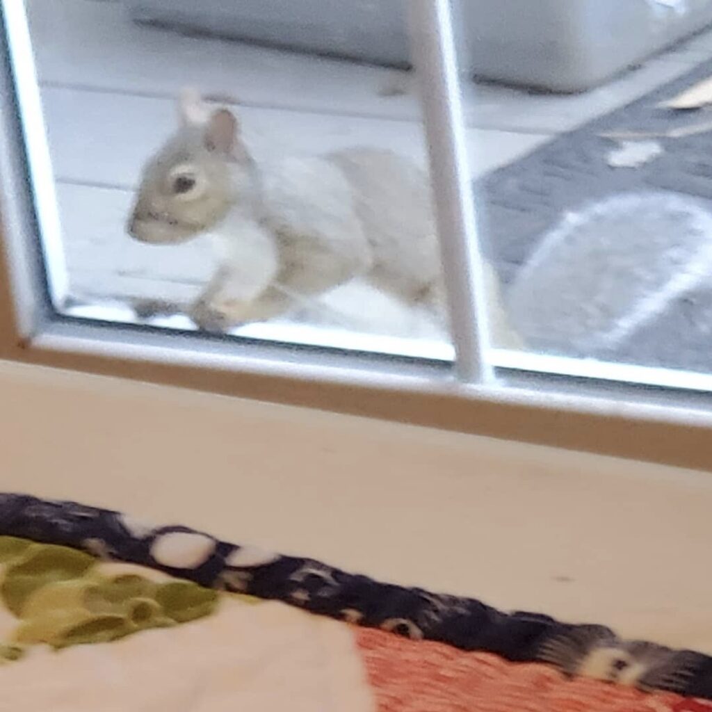 squirrel peeking in the window