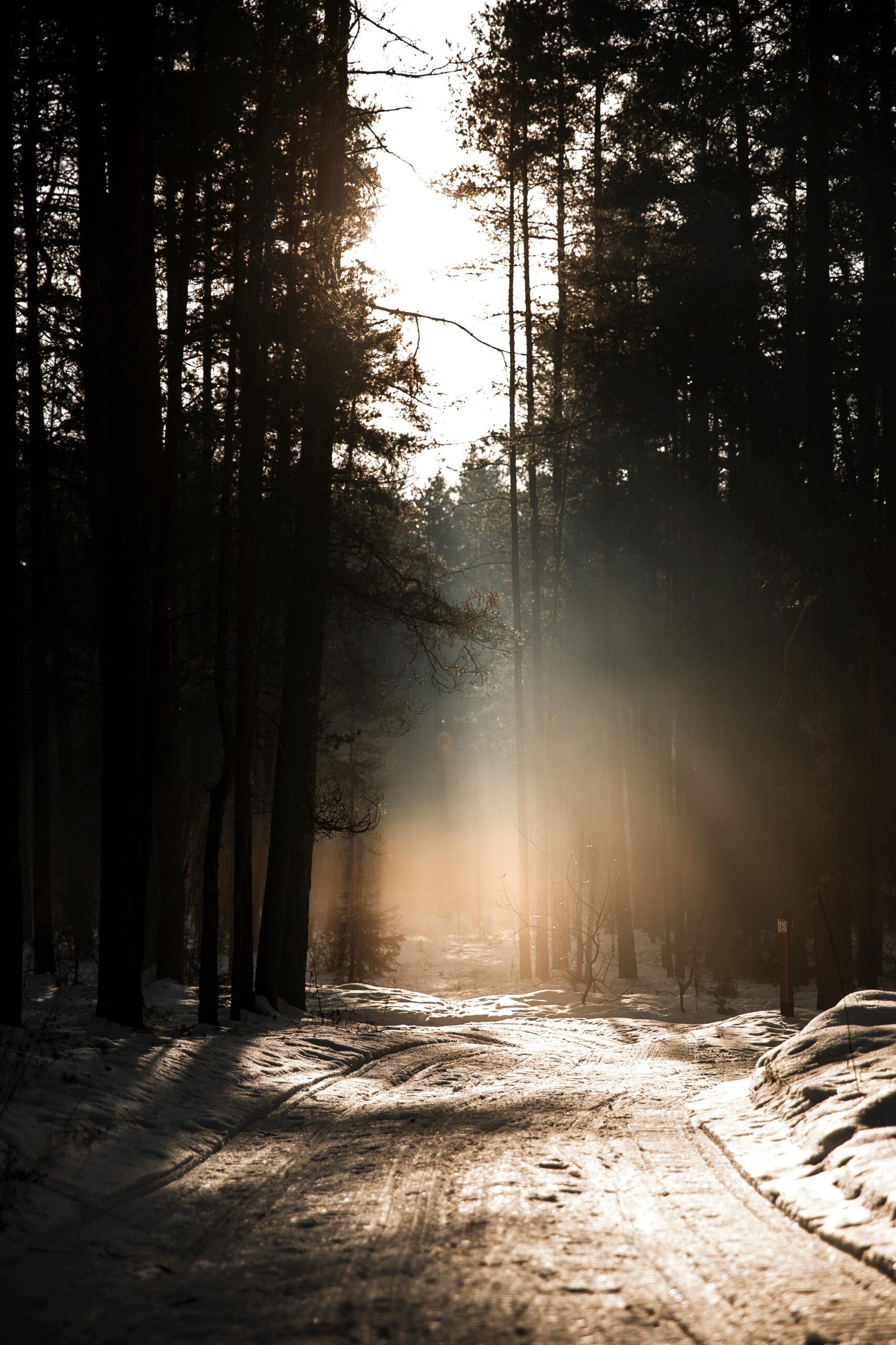Sunrise on a trail representing the journey of reinvention and fresh starts in midlife. Photo by Elina Volkova