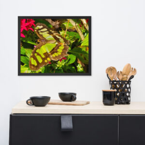 Wall art, framed butterfly photograph