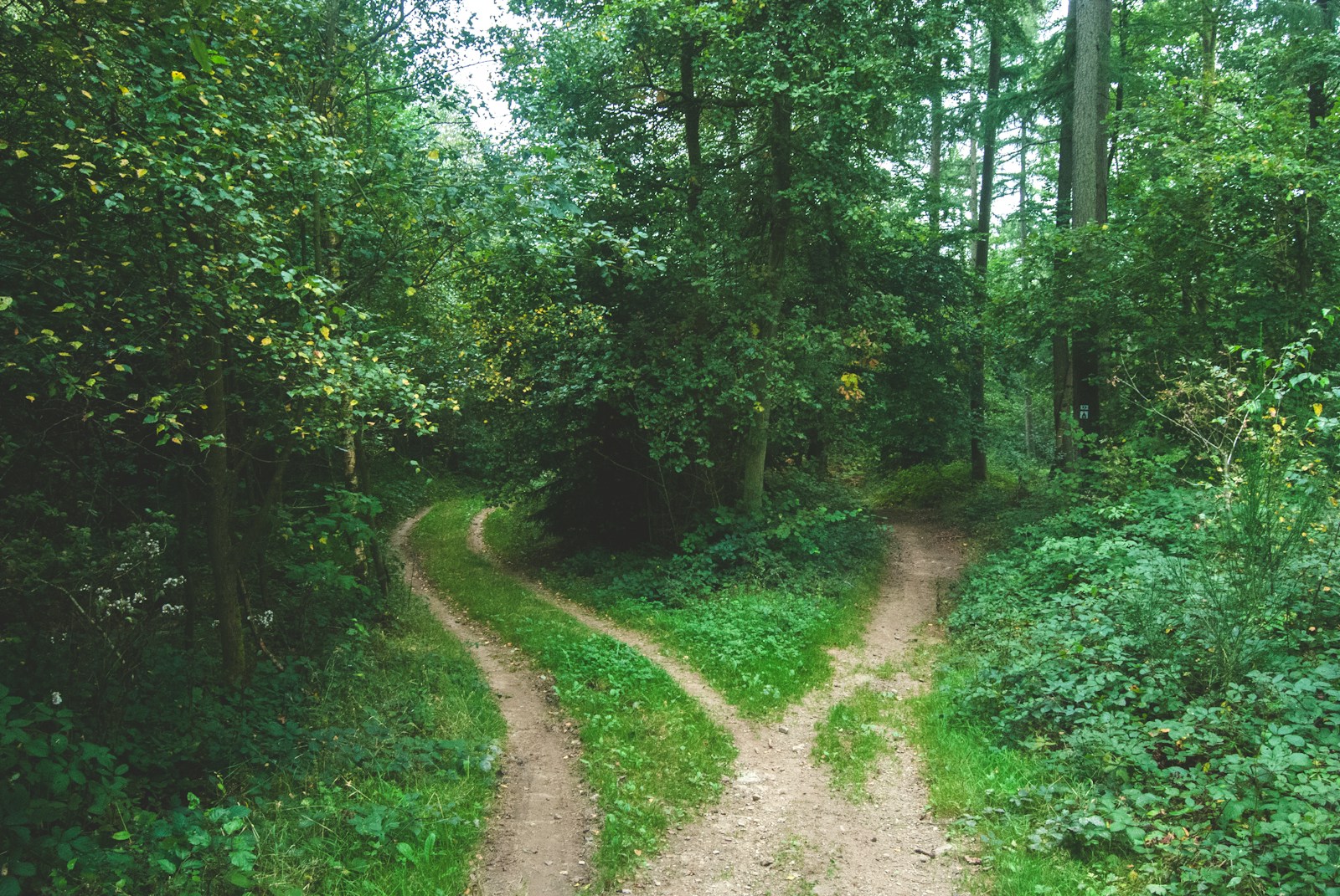 Two dirt paths diverging in a quiet forest, symbolizing life choices and personal growth