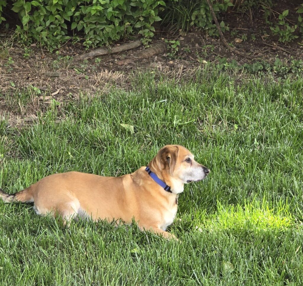 Gus the dog resting peacefully in the grass after a move — a reminder to slow down, rest, and take care of yourself during big transitions.