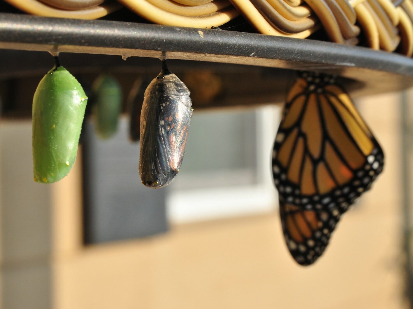 three pupas