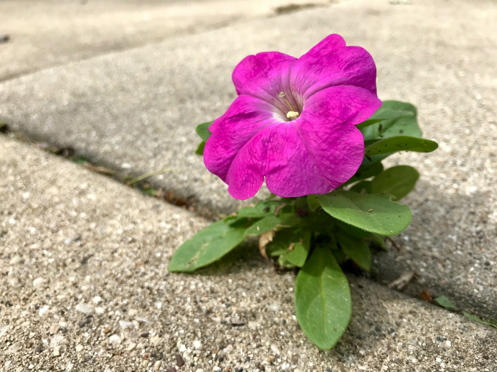a purple flower sitting in the middle of a sidewalk
