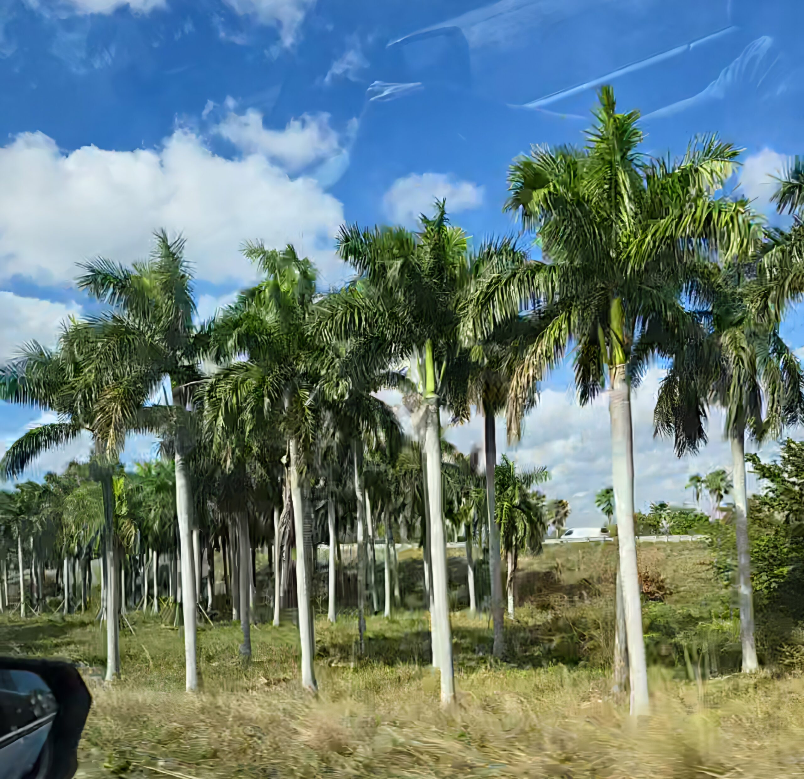 Palm tree grove seen from the car window on a sunny day in South Florida with blue skies and scattered clouds