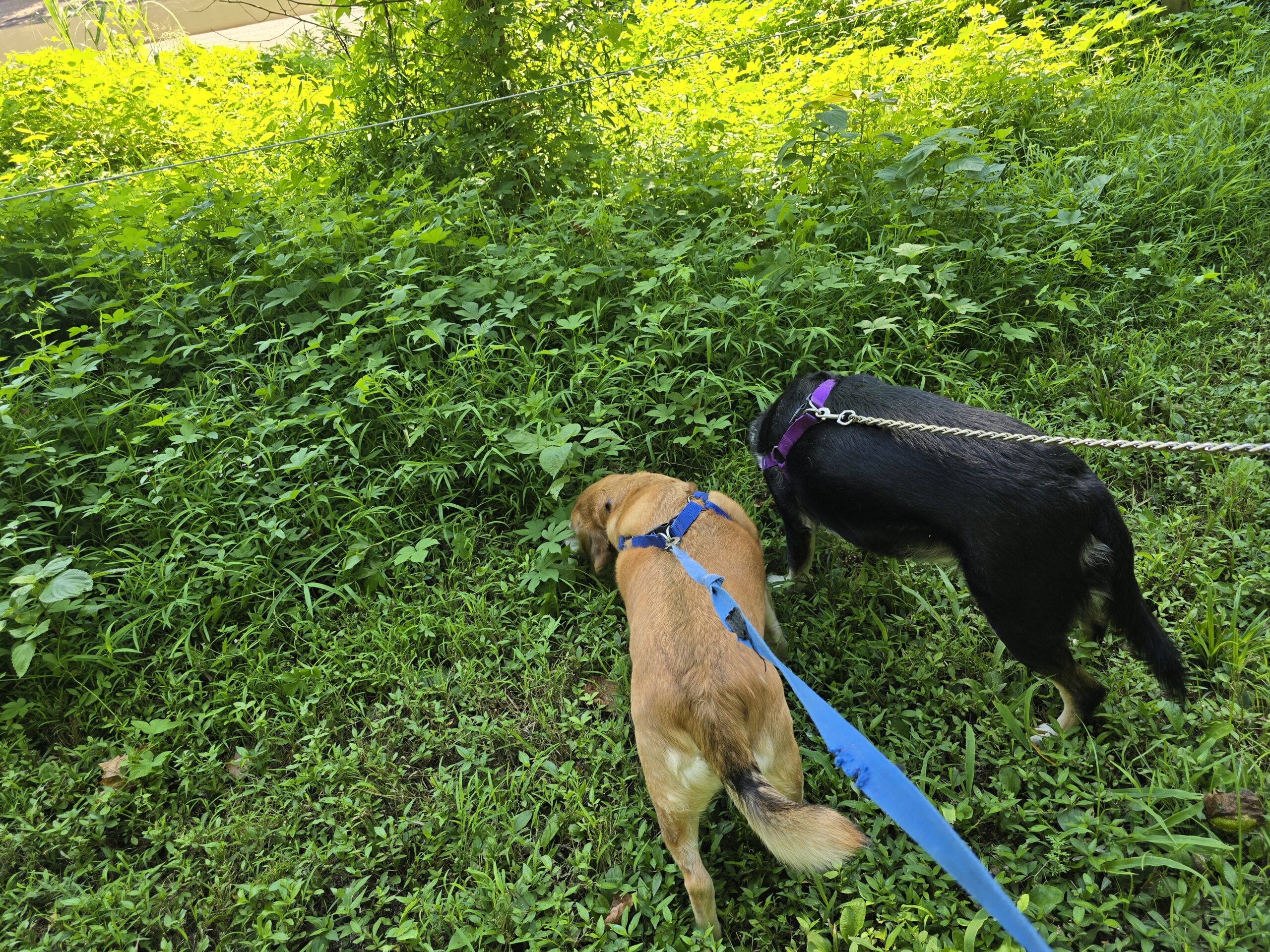 Gracie and Gus, our dogs, walking on leashes through the grass at Castlewood State Park as part of our daily walking routine.