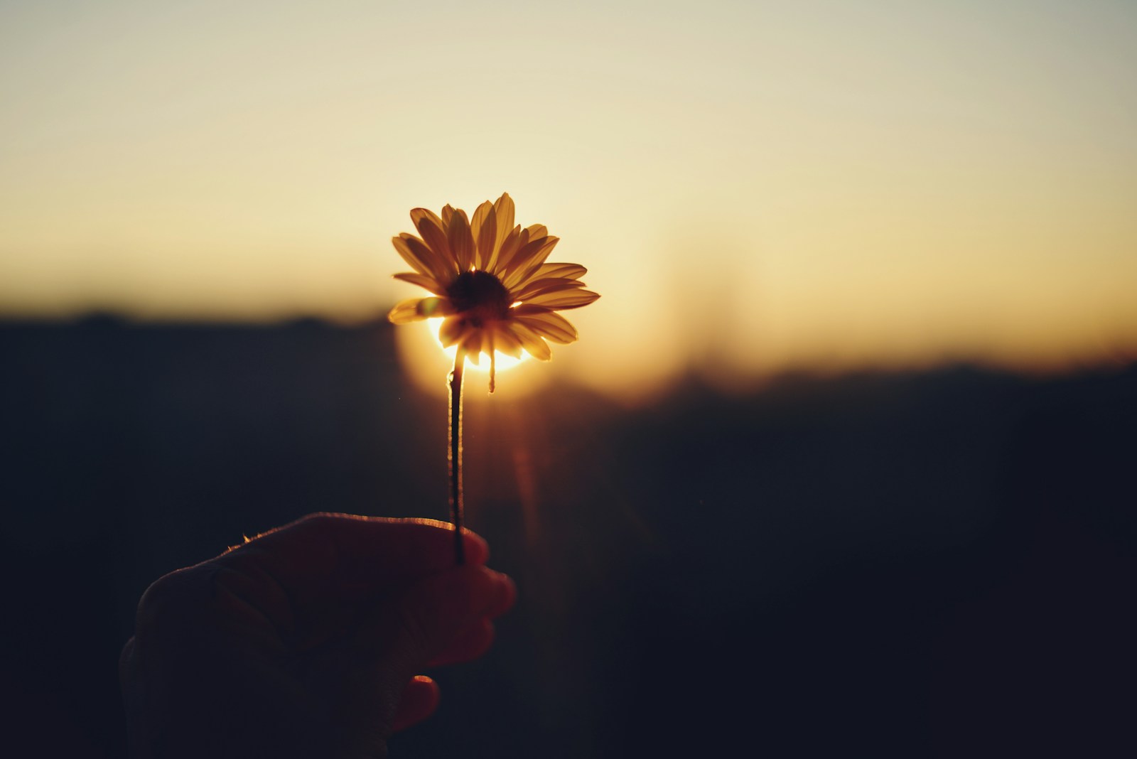 Close-up of a hand holding a daisy at sunset, with golden light shining through the petals—symbolizing mindfulness and everyday beauty.