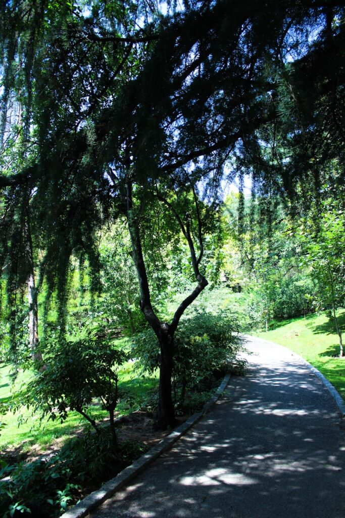 A short walk in nature can reset your whole day. Let the stillness guide you back to yourself