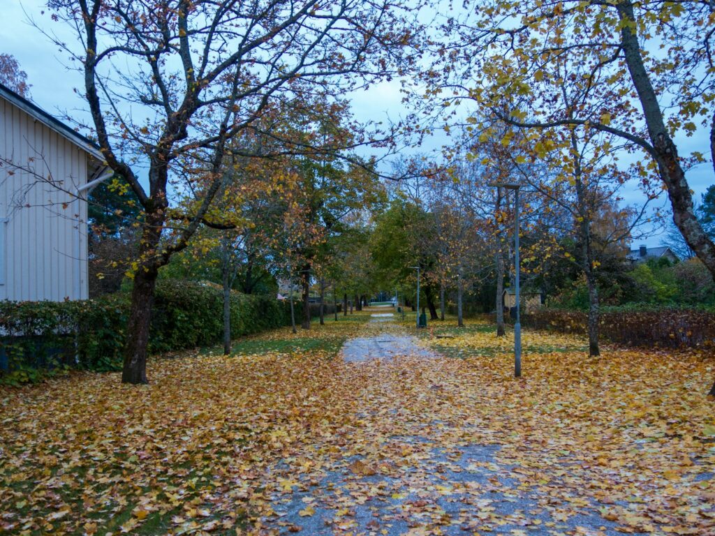 Morning walk through autumn trees, symbolizing gratitude and mindfulness.