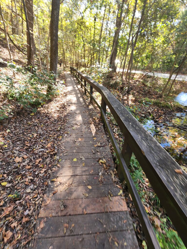 A quiet forest boardwalk symbolizing steady progress after choosing a direction