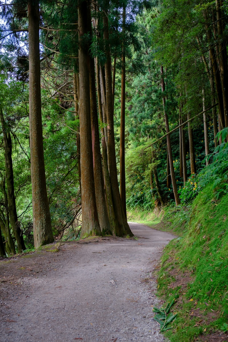 Quiet local trail on an early spring day, ideal for a simple day trip