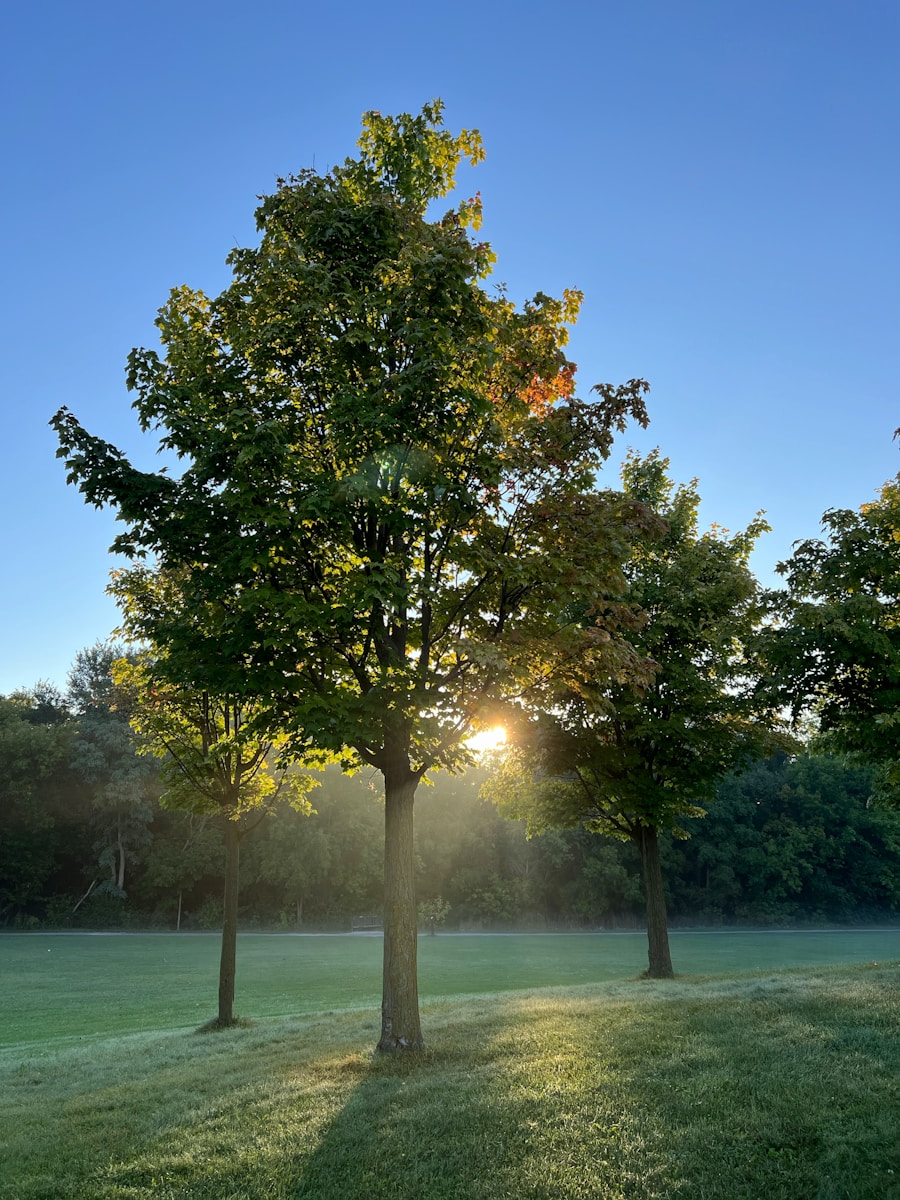 Morning sunlight through a tree in a quiet field, representing direction taking shape over time