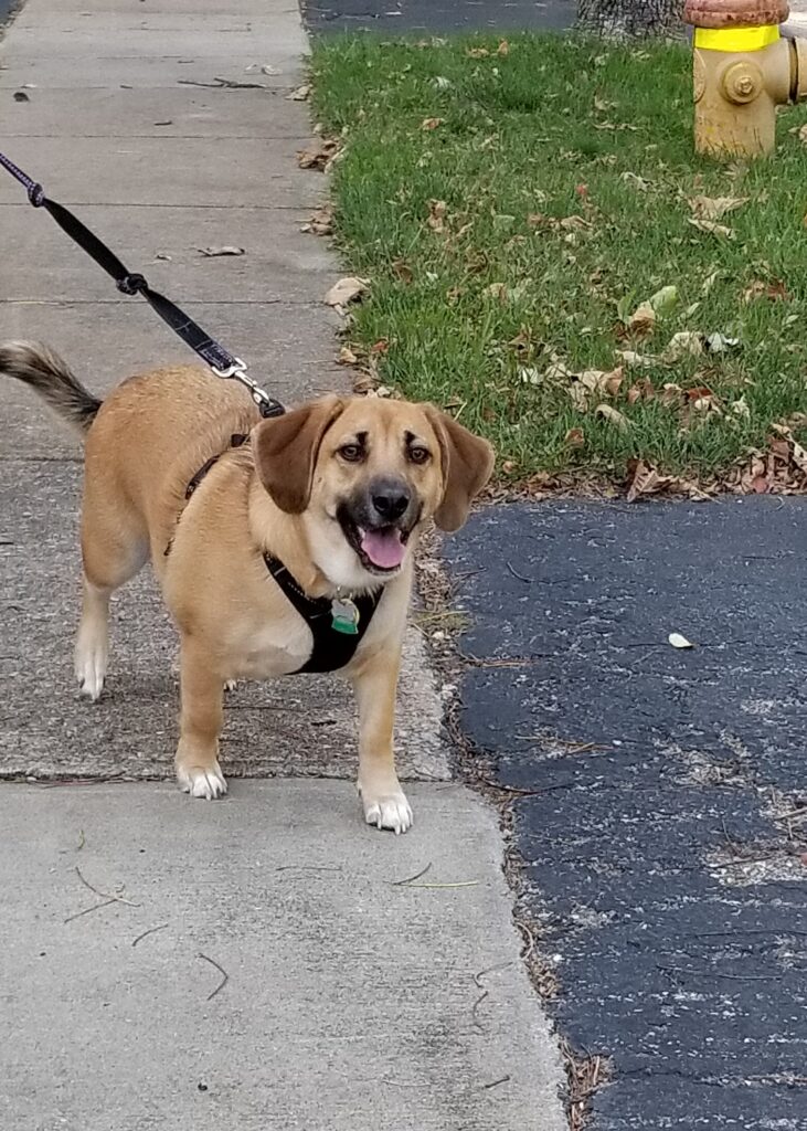 Everyday spring walk with a dog on a quiet sidewalk