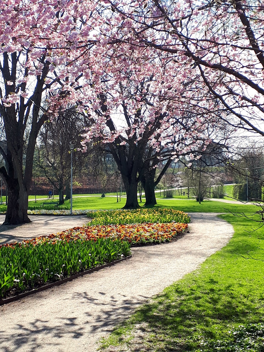 A spring walking path with blooming trees, representing gentle movement and everyday energy.