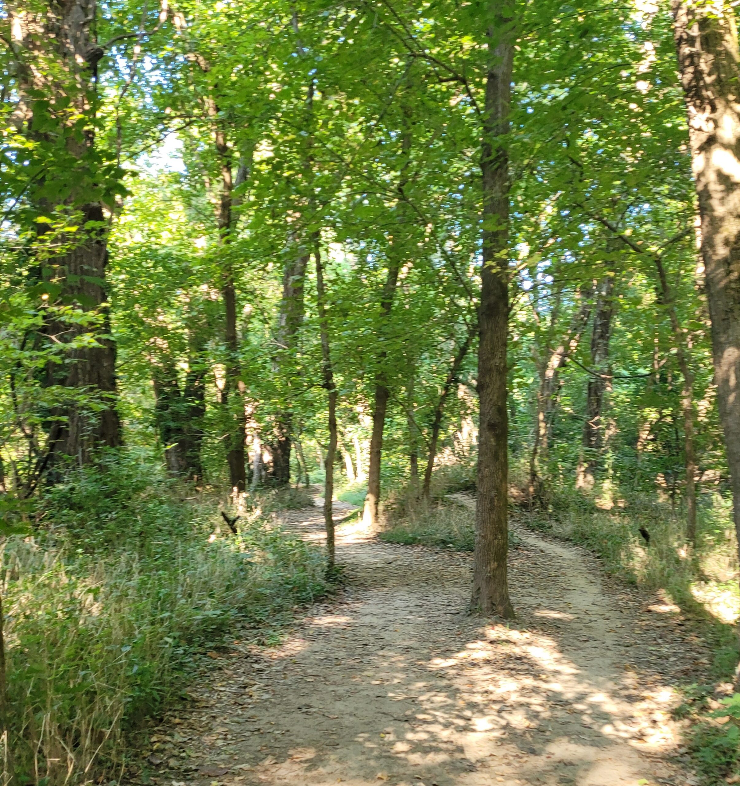 Early spring hiking trail through a green wooded forest on a sunny day