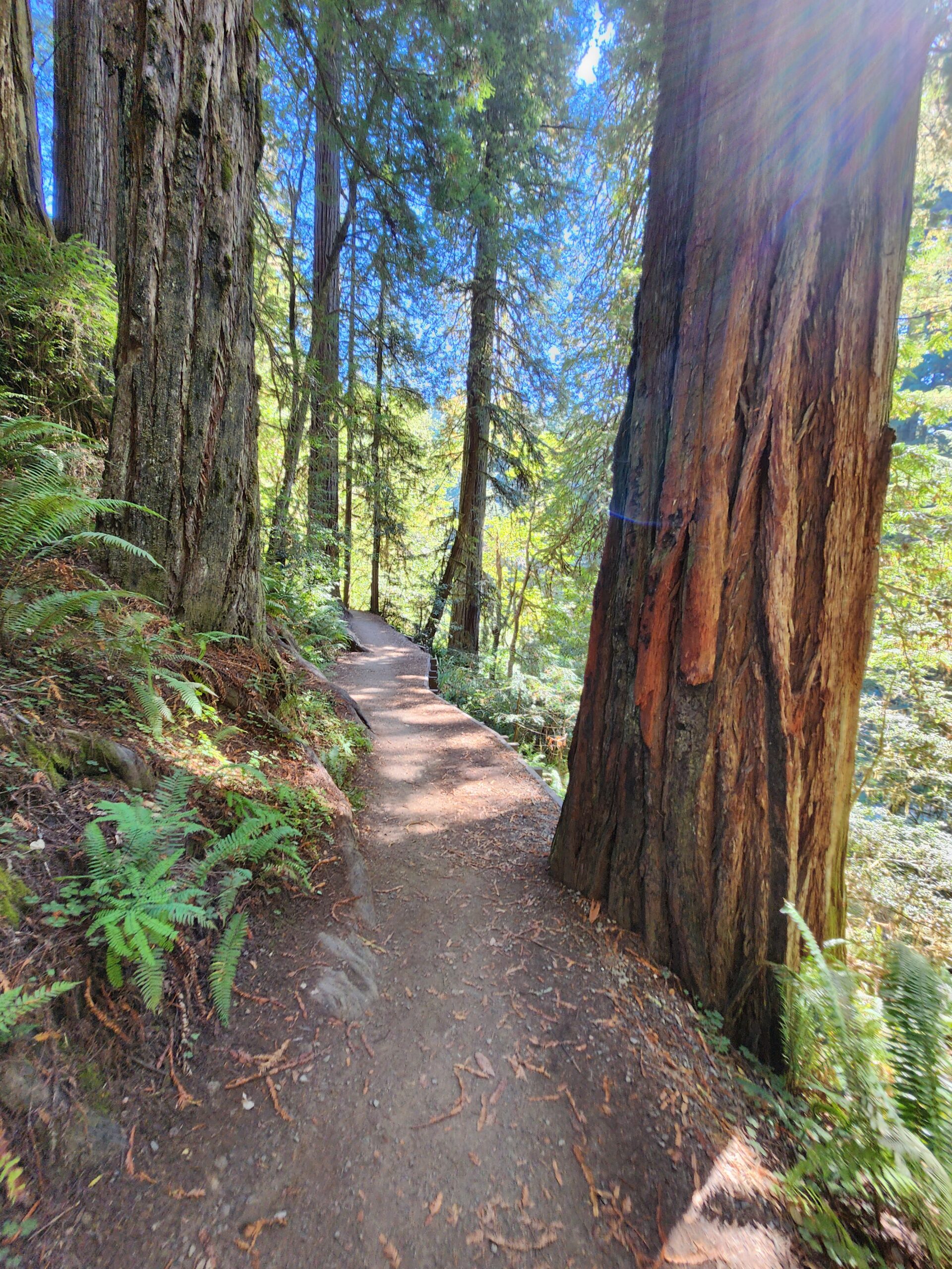 A sun-drenched dirt path winding through a dense forest of tall redwood trees and green ferns, symbolizing a steady journey forward.