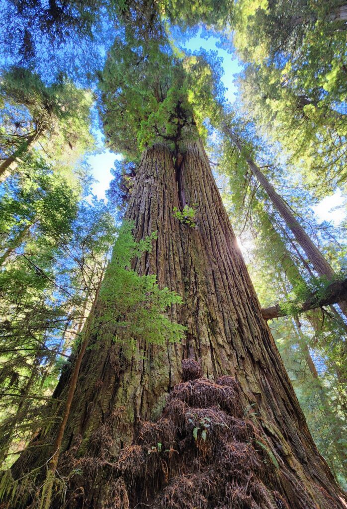 A low-angle shot looking up the textured, mossy trunk of a massive redwood tree into the green canopy above, illustrating the strength and growth found in remaining steady when you feel restless.