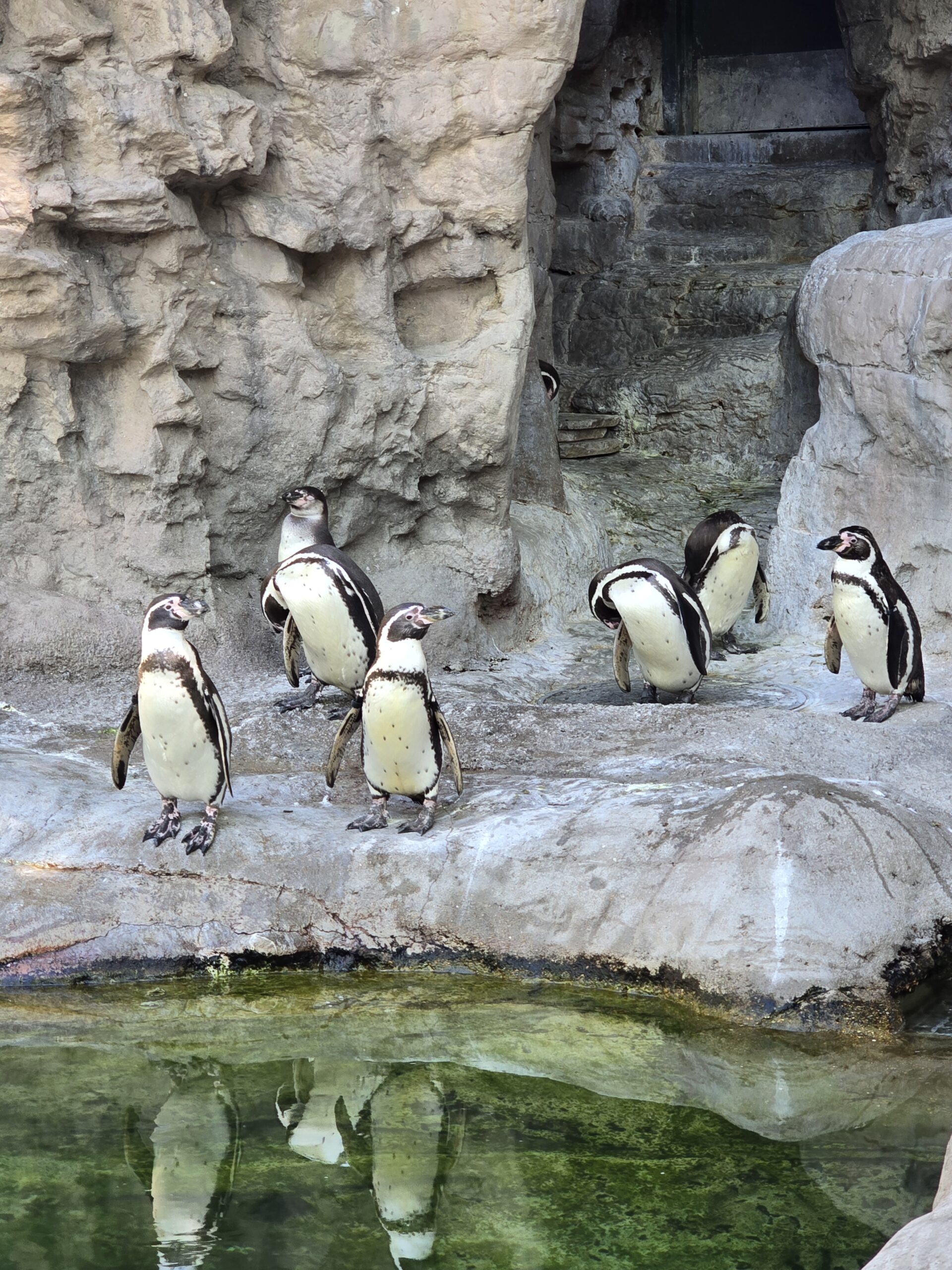 Penguins at the St. Louis Zoo, visiting your city like a tourist