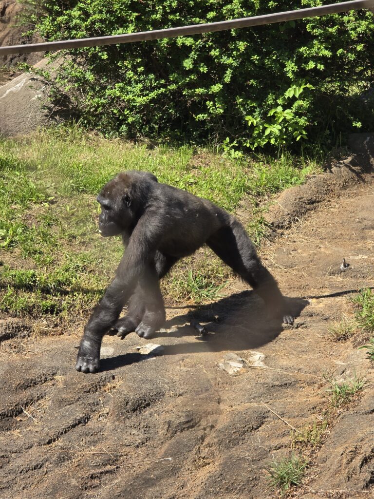 Gorilla at St. Louis Zoo