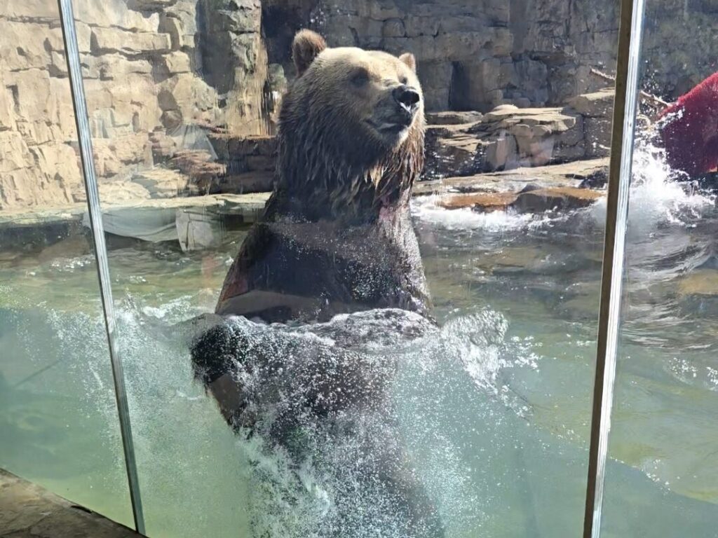 the bear at St. Louis Zoo who kept launching himself out of the water.