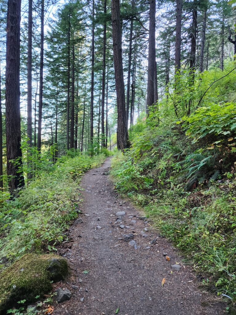A hiking trail winding through tall trees in the Pacific Northwest.