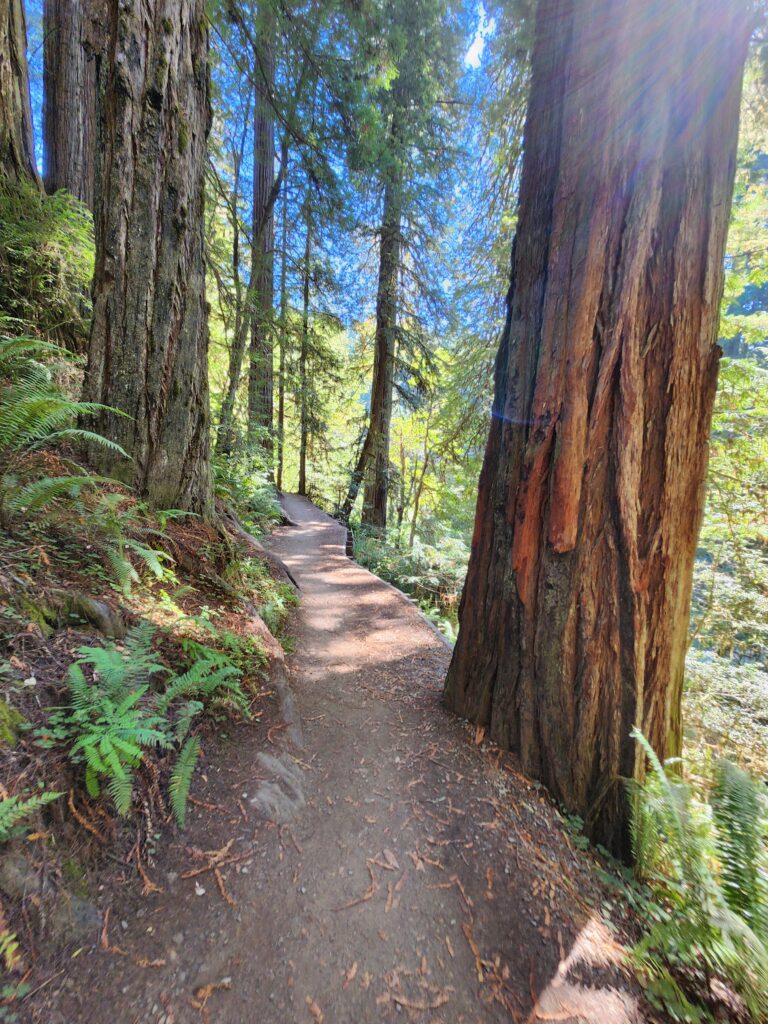 A path through old-growth redwoods in Jedediah Smith Redwoods State Park, Northern California.