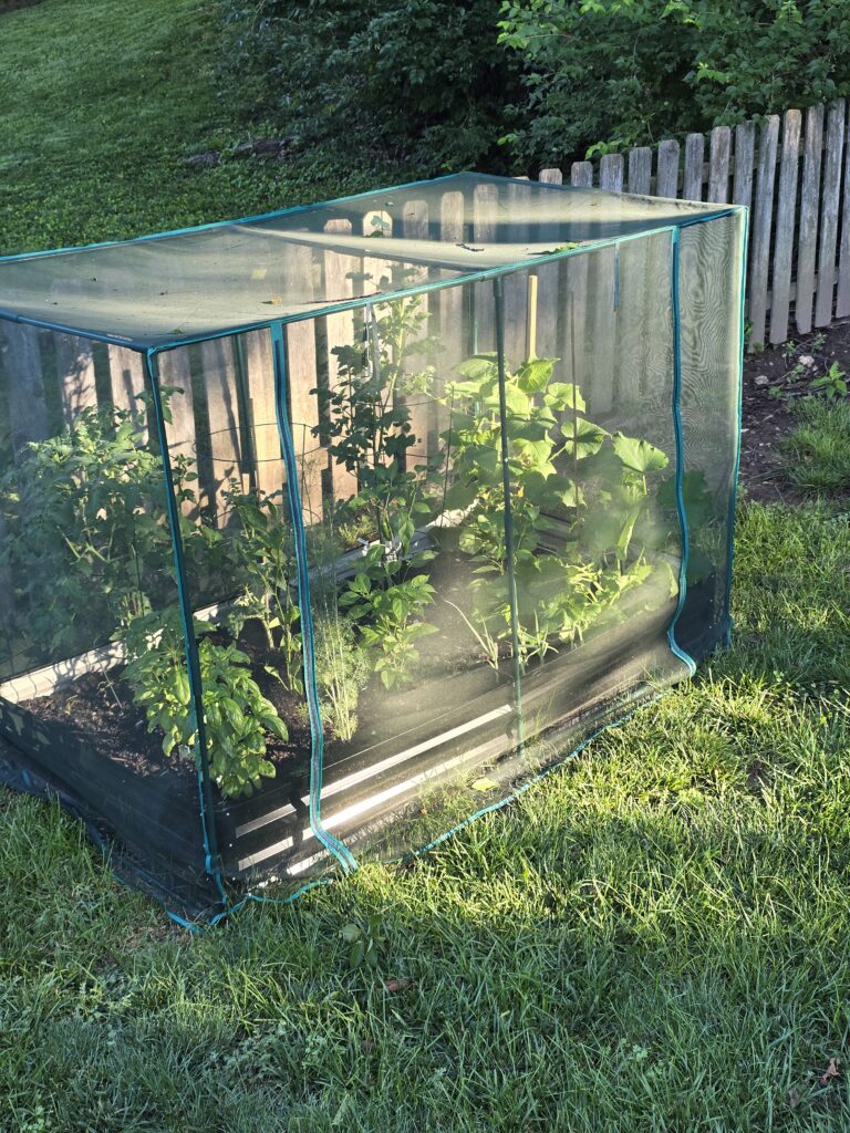 Raised garden bed filled with vegetables in the backyard.
