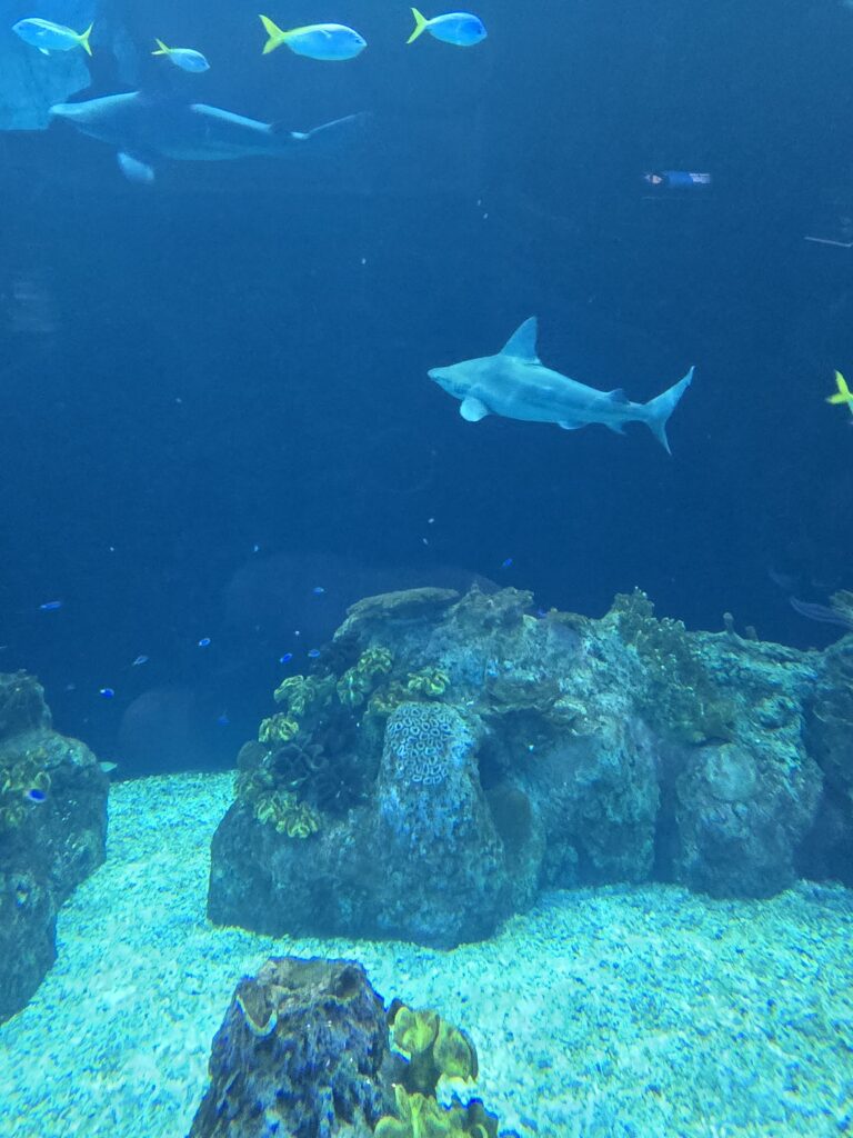 Sharks swimming in the Oceanarium at Shedd Aquarium in Chicago.
