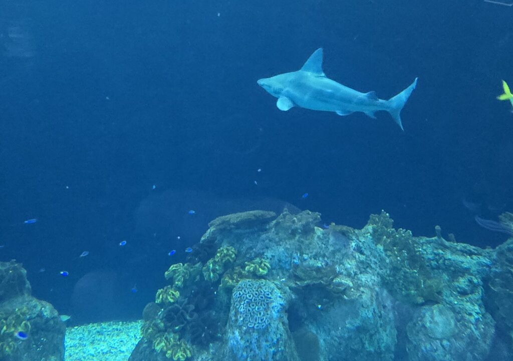 Sharks swimming in the Oceanarium at Shedd Aquarium in Chicago.