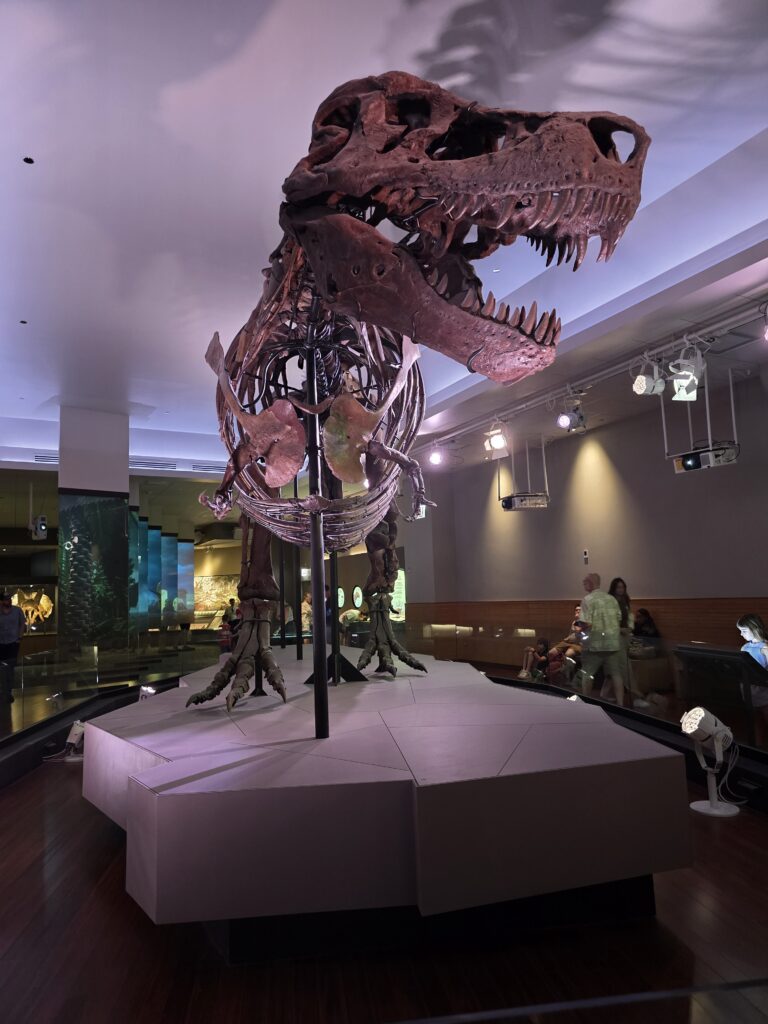 Sue, the Tyrannosaurus rex skeleton on display at the Field Museum in Chicago.
