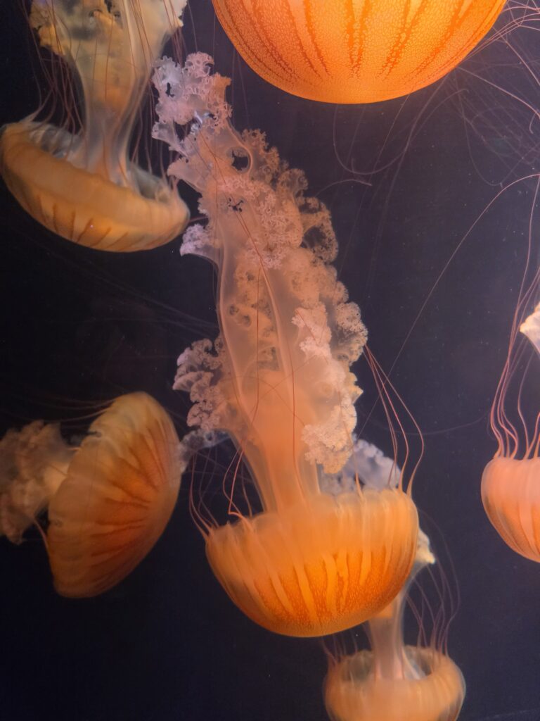 Jellyfish at Wonders of Wildlife
